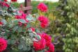 ורד בגינה. צלם-יוני שמיל