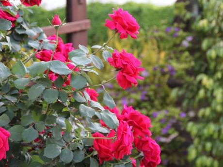 ורד בגינה. צלם-יוני שמיל